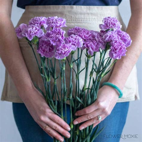 Lavender Carnations Bulk Fresh Diy Wedding Flowers Flower Moxie