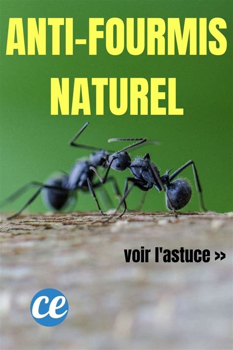 Le Spray Redoutable Au Vinaigre Blanc Pour Se D Barrasser Des Fourmis