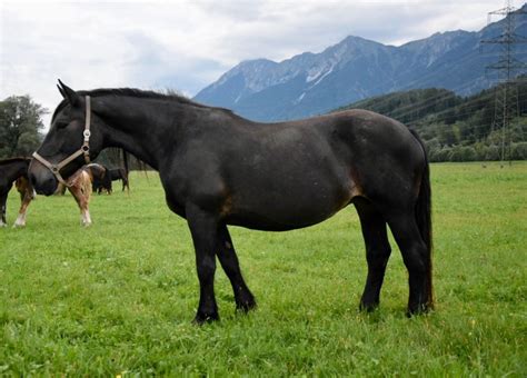 Bianca Noriker Stute 2010 Dunkelbraun Pferd Austria