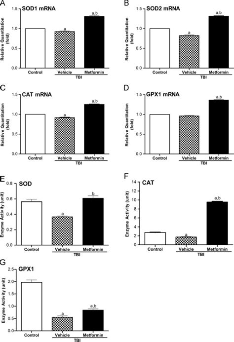 Metformin Increases The Expression Of Sod1 Sod2 Cat And Gpx1 Mrna In Download Scientific