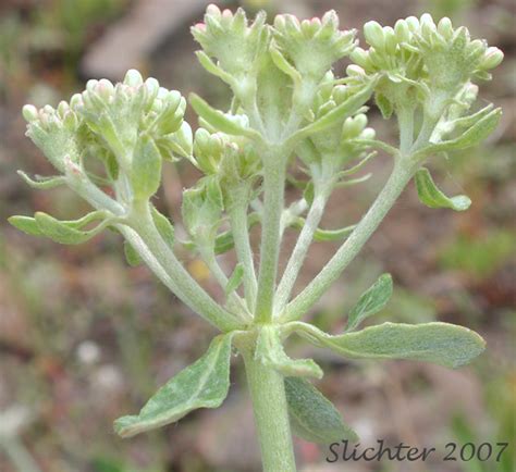 Parsnipflower Buckwheat Parsnip Flower Buckwheat Parsnip Flowered