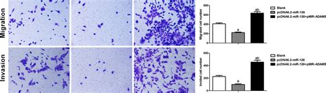 Microrna 126 Overexpression Inhibits Proliferation And Invasion In