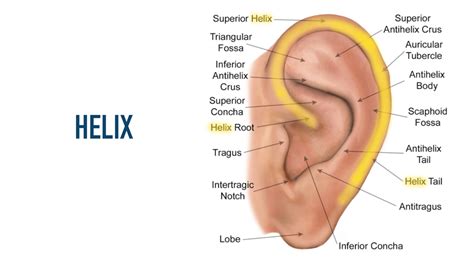 Auricular Anatomy Basics The 7 Major Areas Of The Ear