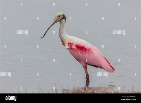 Roseate Spoonbill Florida Platalea Ajaja Stock Photo Alamy