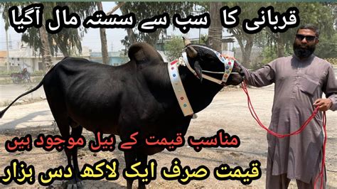 Qurbani Ka Sab Say Sastay Mall Hassanabdal Nuzat Ali Kay Deray Per