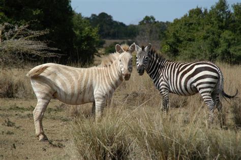 Golden Zebra Cool Pictures Meet Zoe The Golden Zebra Zebras