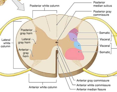 Exam Chapter Spinal Cord Diagram Labeling Flashcards Quizlet