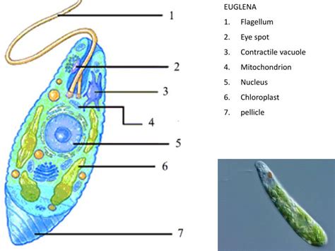 Function Of Flagellum In Bacteria