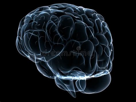 Cerveau Transparent Illustration Stock Illustration Du Psychologie