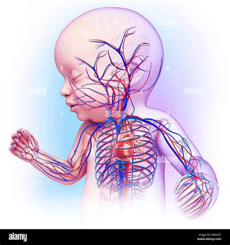 Ilustraci N De Un Beb Para El Sistema Cardiovascular Fotograf A De