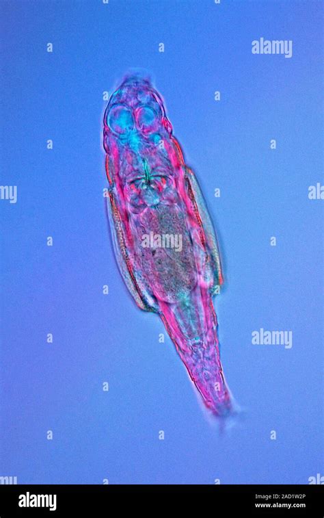 Philodina Rotifer Polarised Light Micrograph Of A Philodina Sp