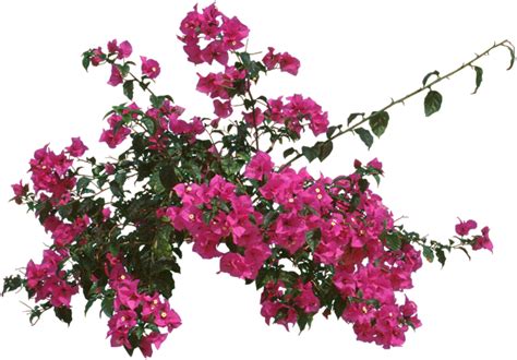 Download Bougainvillea Outdoors Or As Bougainvillea Fungus Full