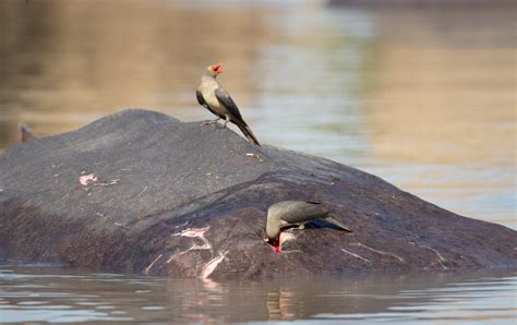 Symbiotic Relationships The Art Of Living Together Zambia Tourism