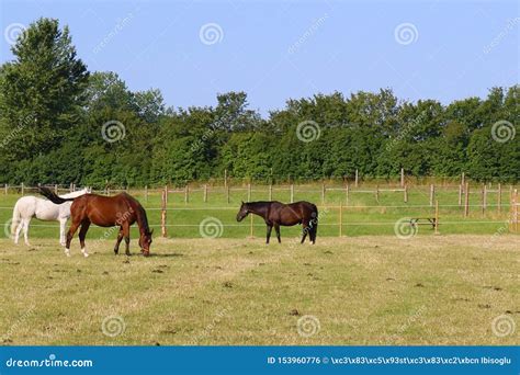 Beautiful Horses In The Field Stock Photo Image Of Green Land