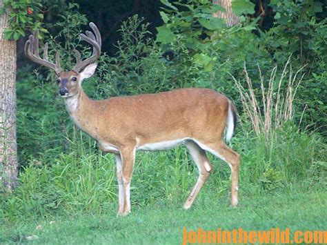 Scouting Hunters Will Help You Have More Success During Deer Season