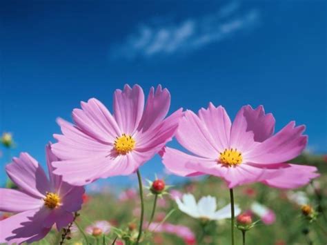 Cosmos Flower Wallpaper Hd - 1024x640 Wallpaper - teahub.io