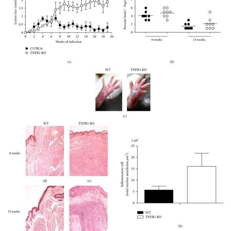 Apoptosis In Lesions From Wt And Tnfr Ko Mice Infected By L Major