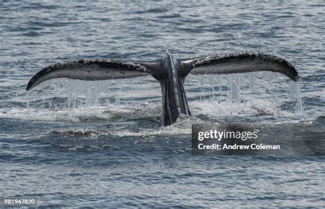 86 Angoon Alaska Stock Photos High Res Pictures And Images Getty Images
