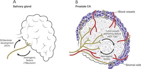 Neuronal Activity In Ontogeny And Oncology Abstract Europe Pmc