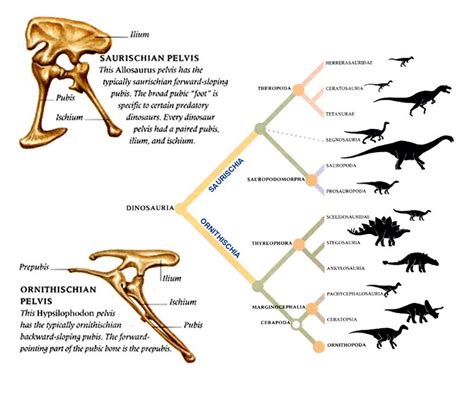 Dinosaur Classifications Explore The Phylogeny Of Dinosaurs