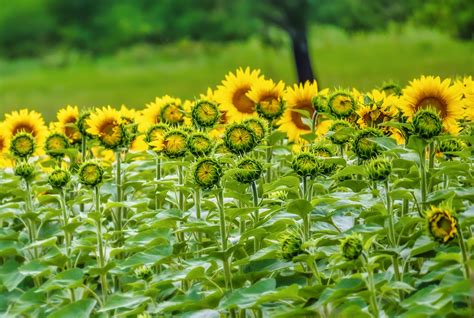 Top Brands That Sell The Best Sunflower Seed Flavors