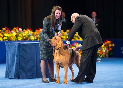 Dog Show Thanksgiving 2024 Results Betta Charlot