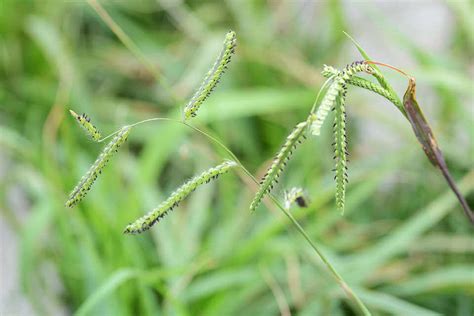 Dallisgrass Control Nutri Green Lawn Treatment Weed Control Services