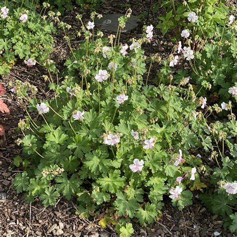 Geranium X Cantabrigiense Biokovo Midwest Groundcovers Llc