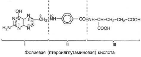 Фолиевая кислота - Витамины, растворимые в воде - Витамины