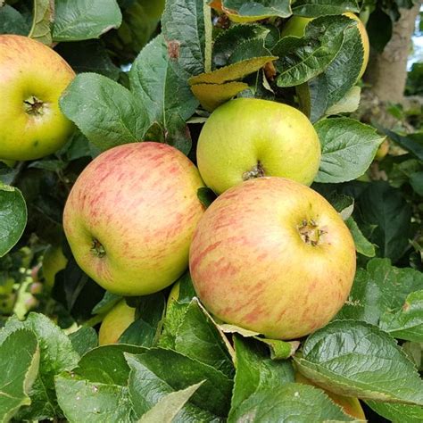 Pommier Reinette De France Malus Domestica Vari T Ancienne