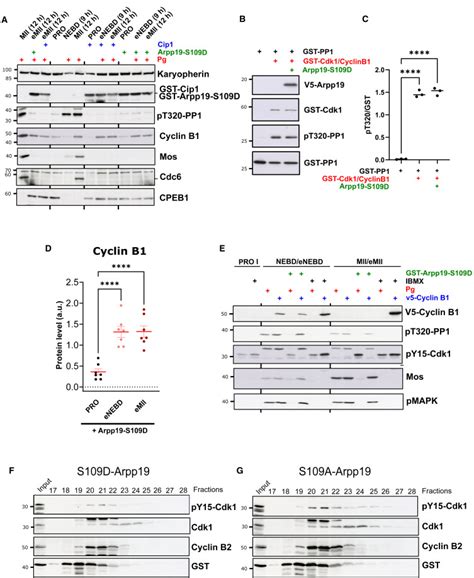 Unraveling the interplay between PKA inhibition and Cdk1 activation ... 