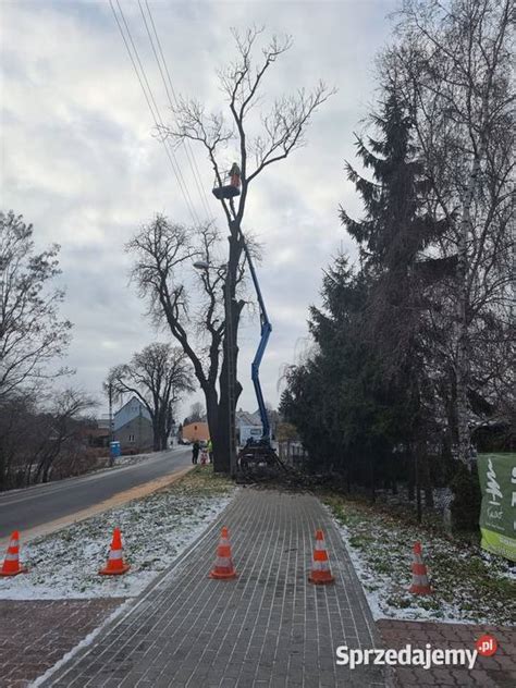 Wycinanie przycinanie drzew z podnośnika koszowego Gniezno