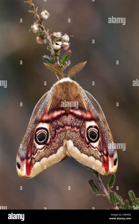 Emperor Moth Saturnia Pavonia Male Stock Photo Alamy