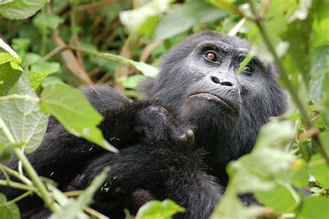 Luxury Gorilla Tracking Lake Bunyonyi Safari 4 Days Uganda Holiday