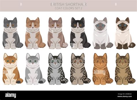 British Shorthair Cat Clipart All Coat Colors Set All Cat Breeds