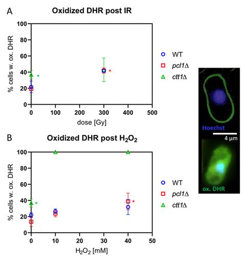 Ros Formation As Revealed By Dihydrorhodamine Dhr Staining Images Download Scientific