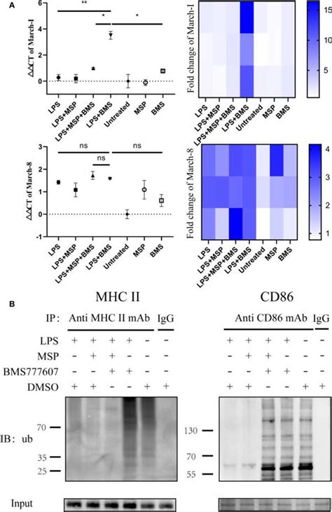 Mhc Class Ii I Ai E Antibody Super Bright™ 645 64 5321 82