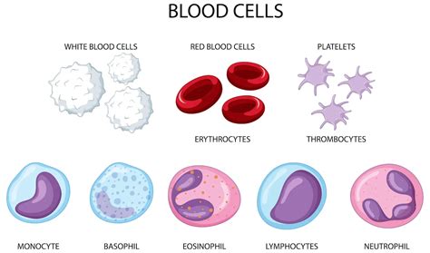 Platelet Rich Plasma Injection Prp For Mckinney Tx Sports City Usa