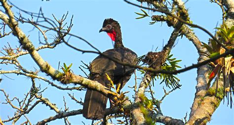 Lake Atitlan Birdwatching Adventure Voltan Adventures