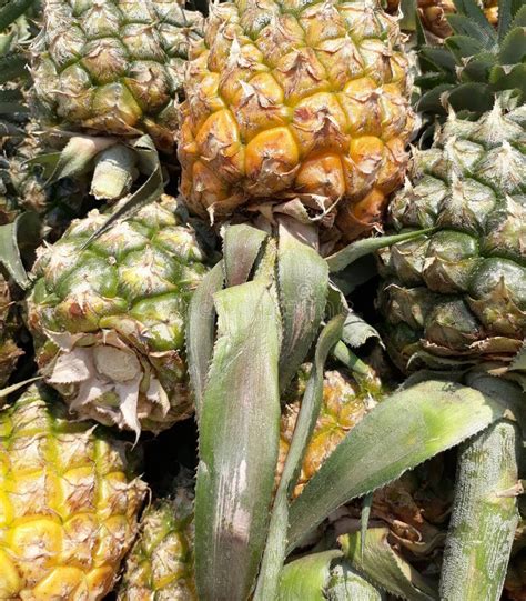 Pineapple Contains Nutrients and Beneficial Compounds, Such As Vitamin ...