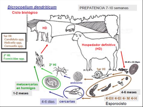 Dicrocoelium Dendriticum Life Cycle