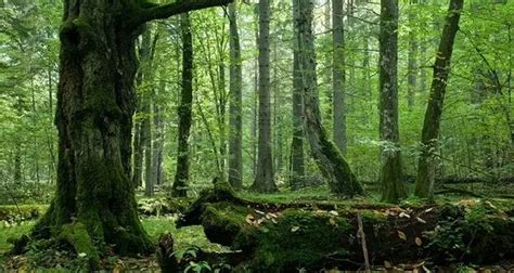 25 Interesting Facts About Forests | KickassFacts.com