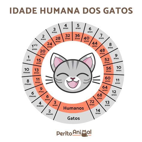 Veja Como Calcular A Idade Do Seu Gato