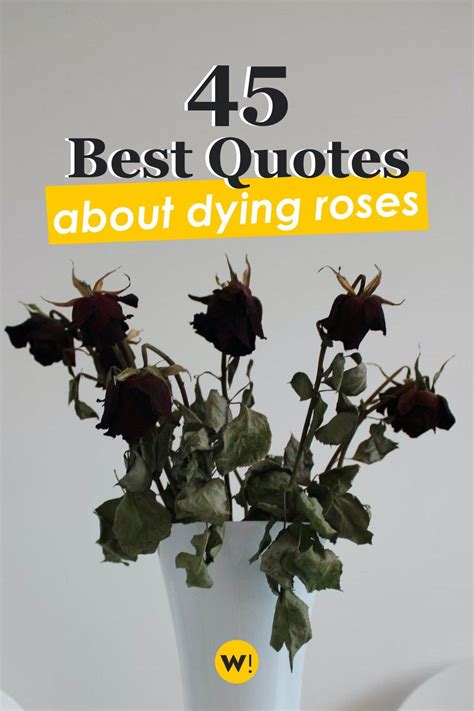 45 Dead Rose Quotes (the best quotes about dying roses) - Words Inspiration