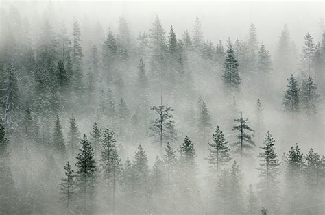 Landscape With Misty Forest In Yosemity by Rezus