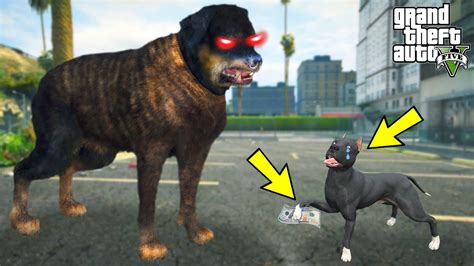 KÖTÜ SOKAK KÖPEĞİ YAVRU PİTBULL GECE Yİ DÖVÜP PARASINI ALIYOR GTA 5