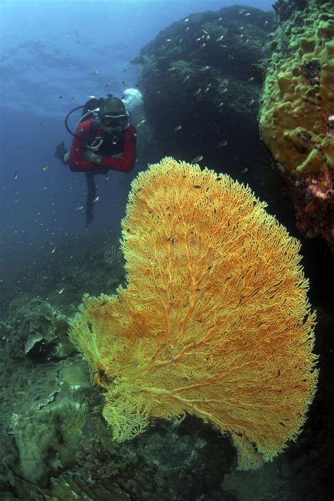 Tioman Island Pahang Editorial Stock Photo Image Of Coral 195656653