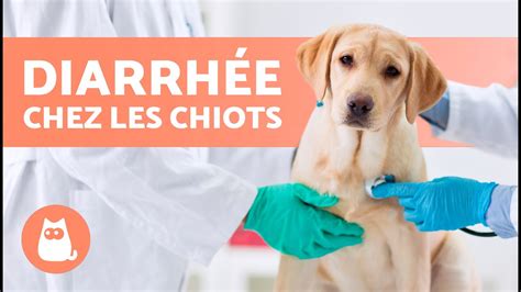 Rem Des Maison Contre La Diarrh E Chez Les Chiots Comment Traiter