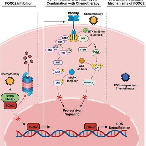 Atp Binding Cassette Abc Transporter Genes With Promoter Consensus Download Scientific