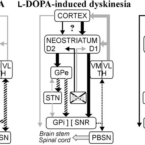 Schematic Diagram Of The Basal Ganglia Thalamocortical Circuitry Under